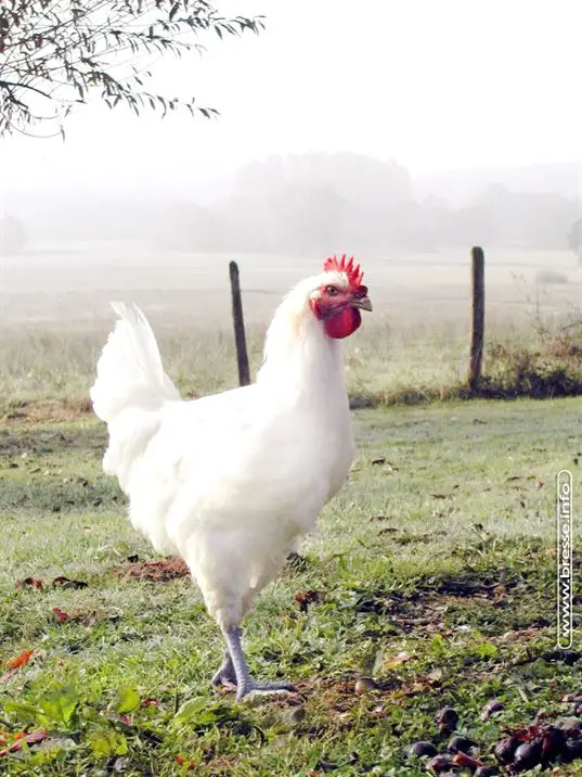 In search of Poulet de Bresse  the red-crowned king of chickens, Lay The Table