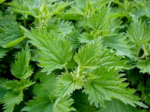 James Wong’s Nettle Pesto, Lay The Table